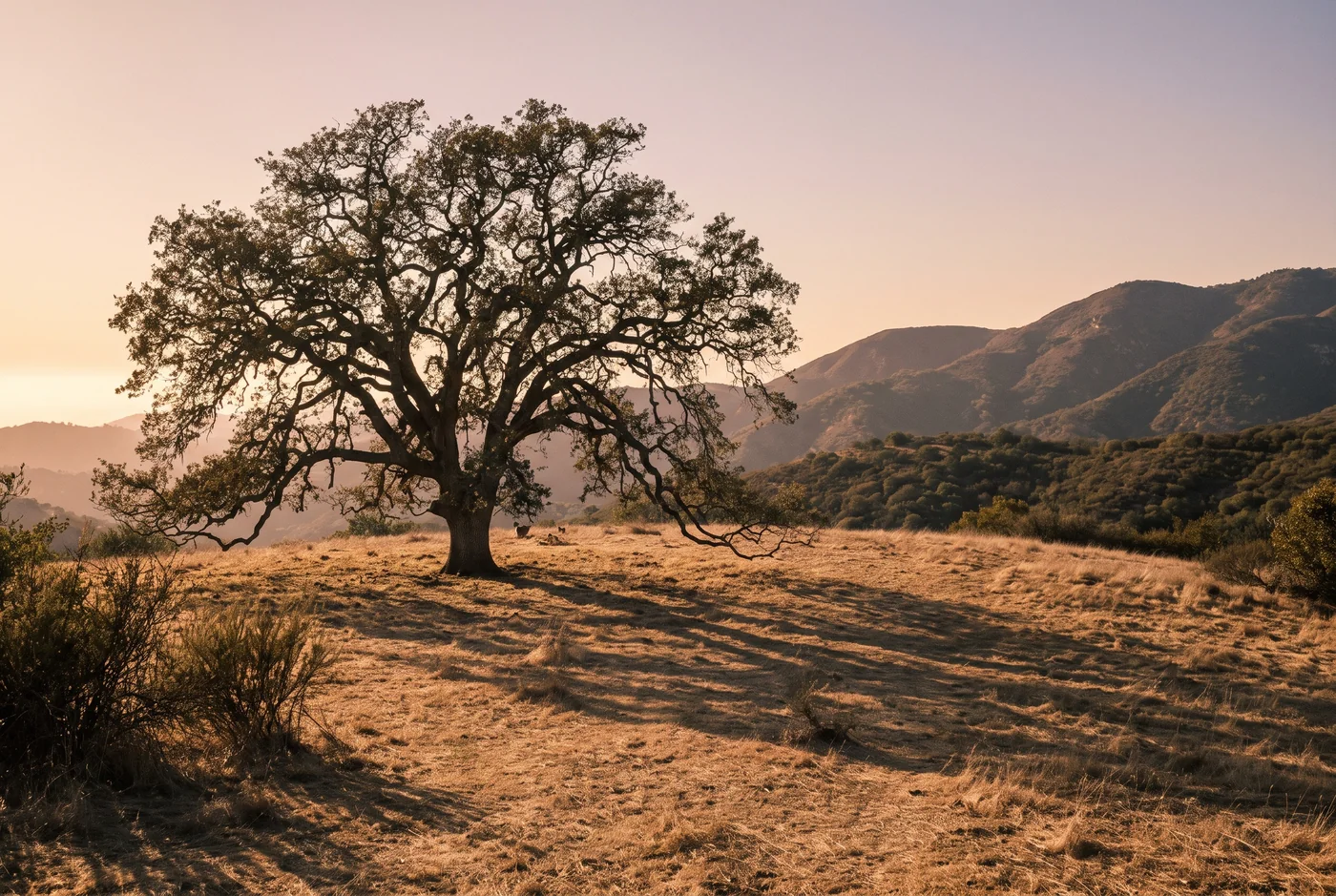 An old oak tree spreading its branches over a dry grassy hillside at golden hour, hills in the haze behind.